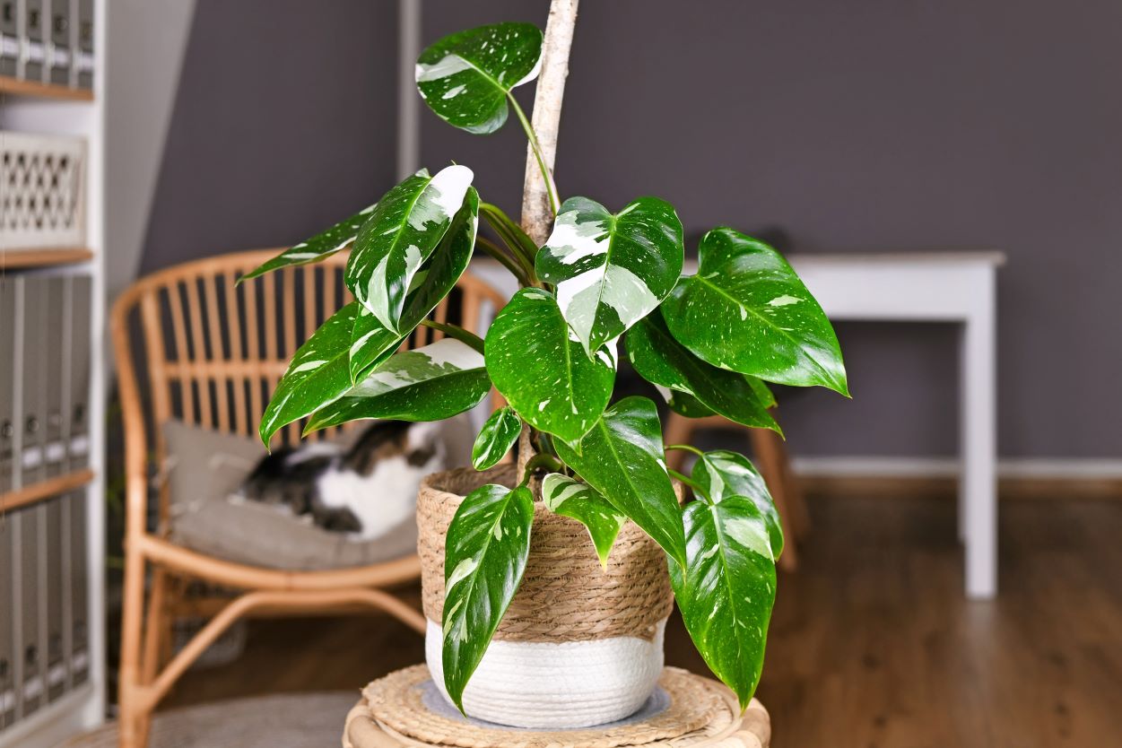 philodendron rare variety Philodendron 'White Princess' Nursery 6"