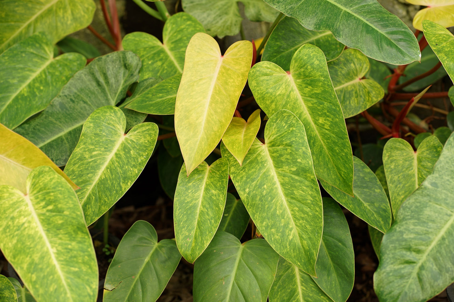 leaves of Philodendron Painted Lady Variegated