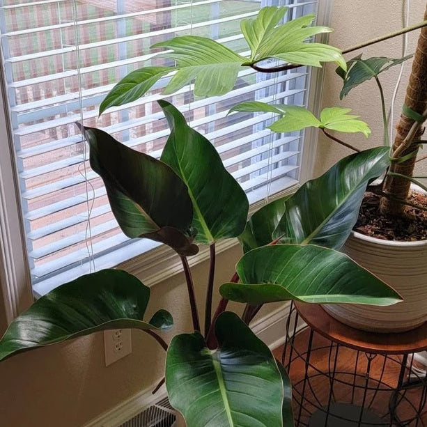 Philodendron Red Congo, Tropical Forest Plant in a brown pot with striking dark green leaves and vibrant red stems displayed on a small wire table next to a window