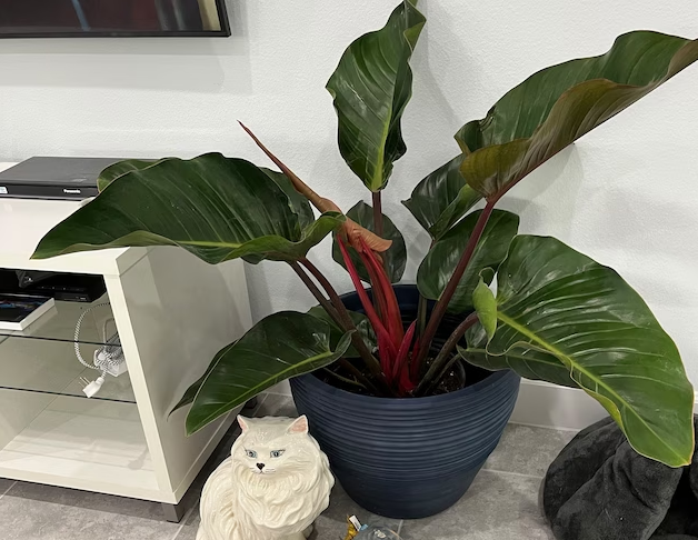Philodendron Red Congo, Tropical Forest Plant