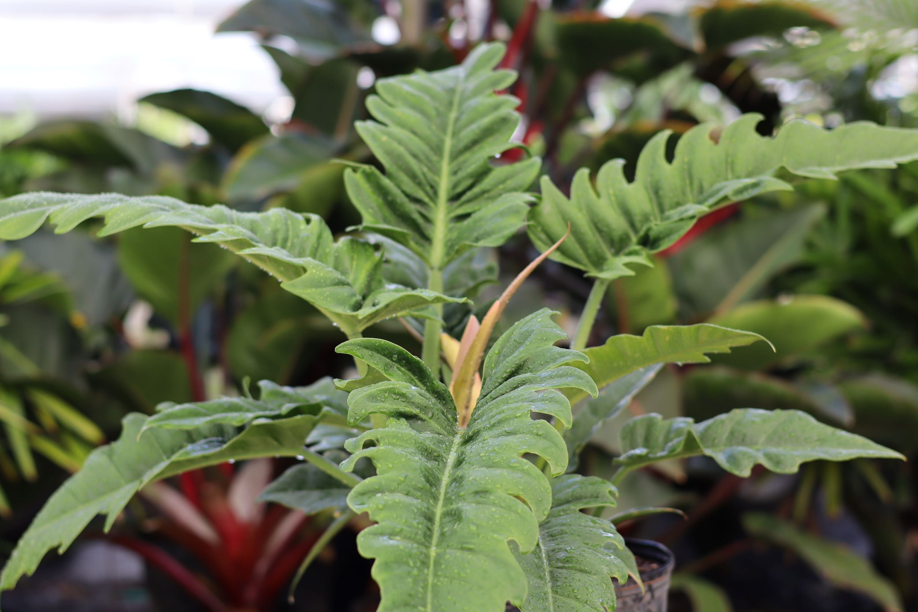 philodendron bob cee vs jungle boogie Buy Philodendron Narrow Jungle Boogie