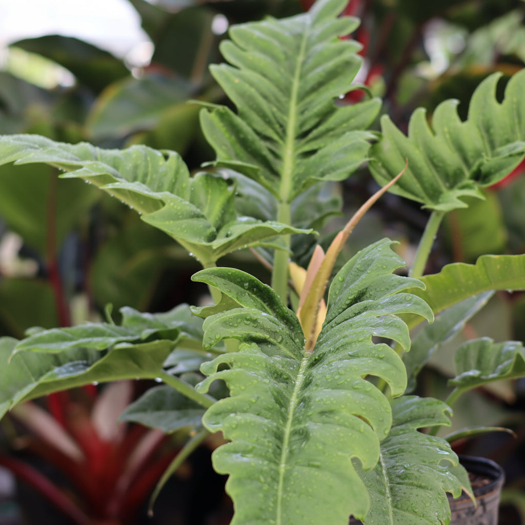 close view of Philodendron Narrow Jungle Boogie