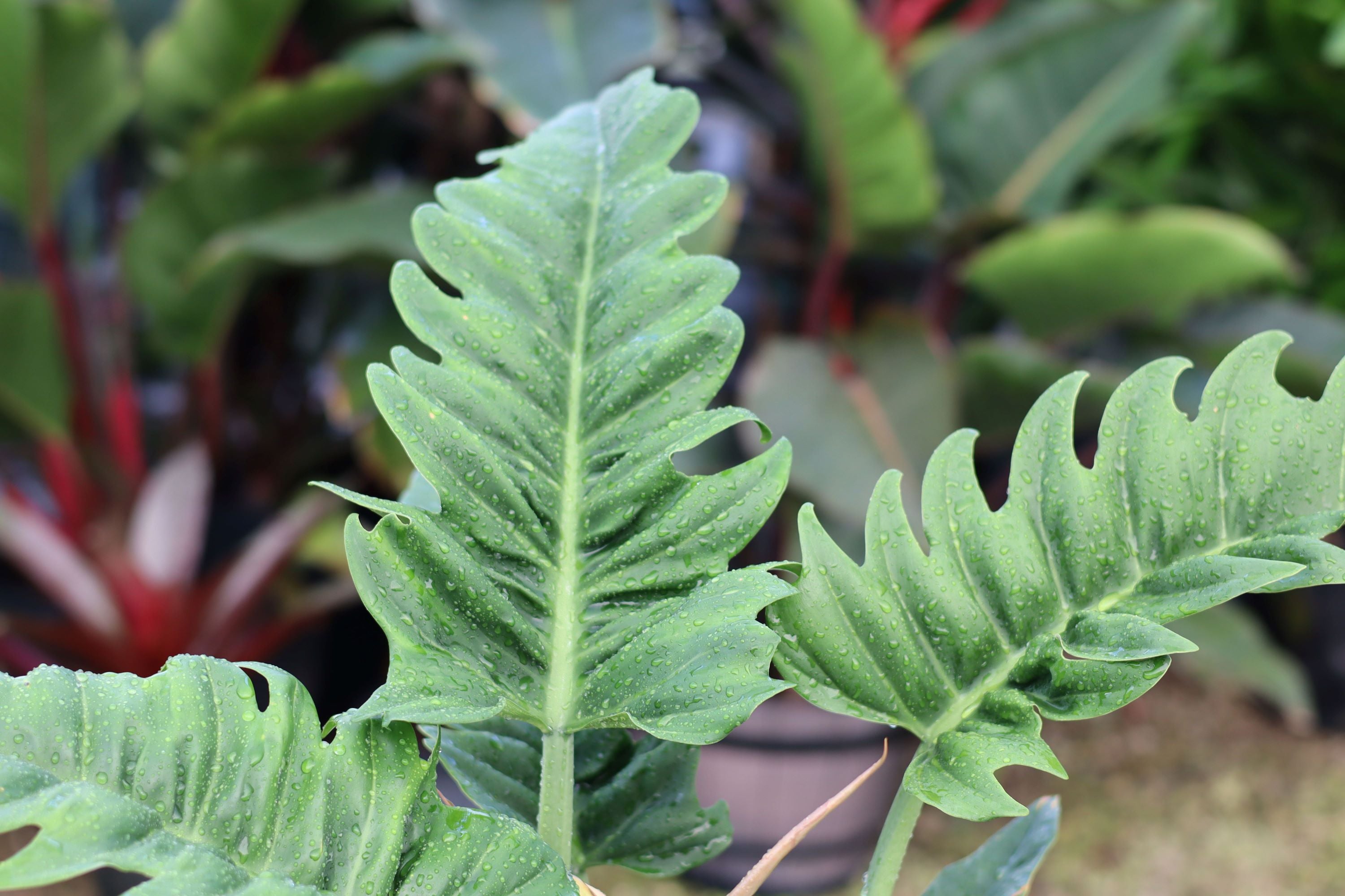 leaves of Philodendron Narrow Jungle Boogie