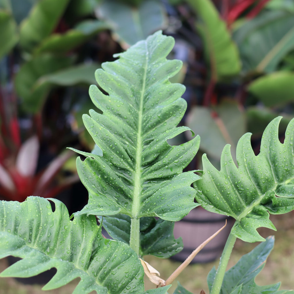 leaves of Philodendron Narrow Jungle Boogie