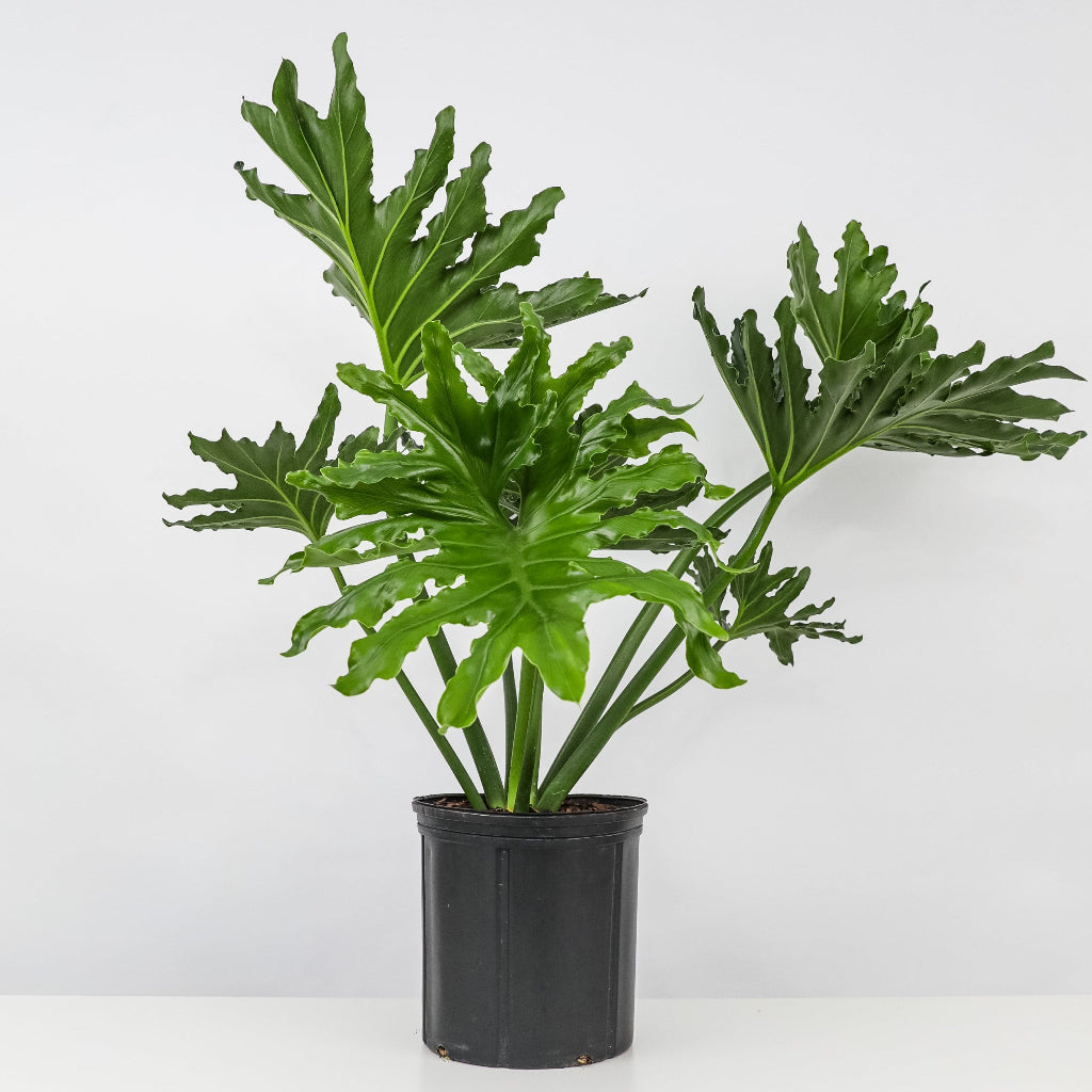 Philodendron Split Leaf Selloum leaves with large, deeply split bright green foliage