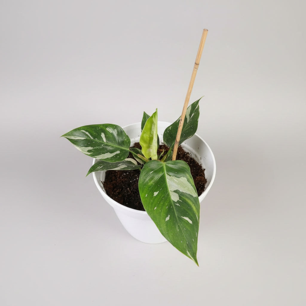 A potted variegated Philodendron white princess plant with green and white variegated leaves, growing in a white plastic pot with soil, set against a background of wooden paneling and indoor items.