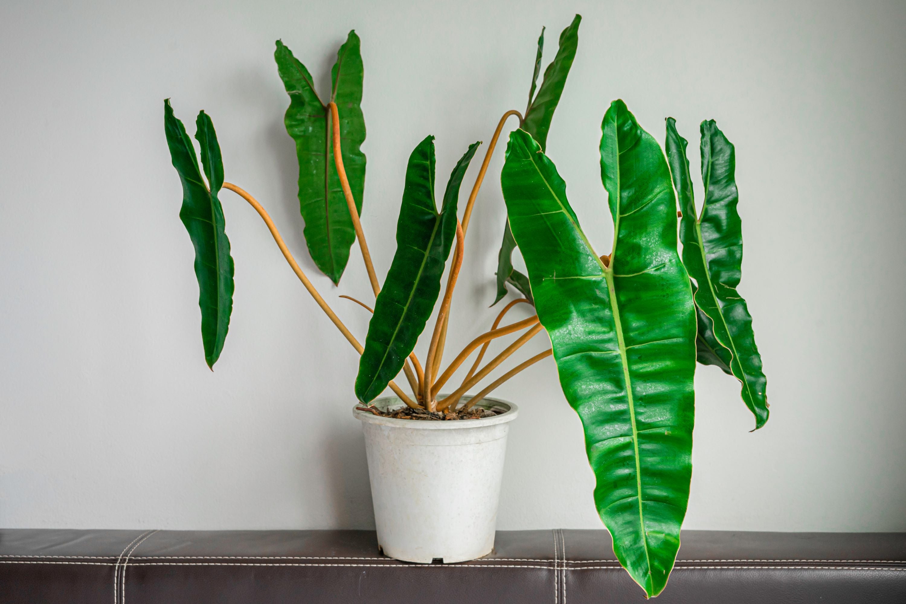 Philodendron billietiae in a white ot