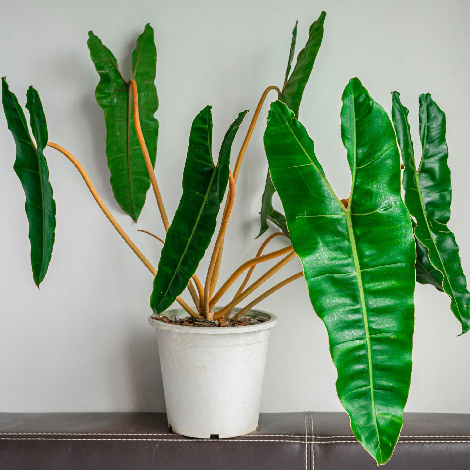 Philodendron billietiae in a white ot