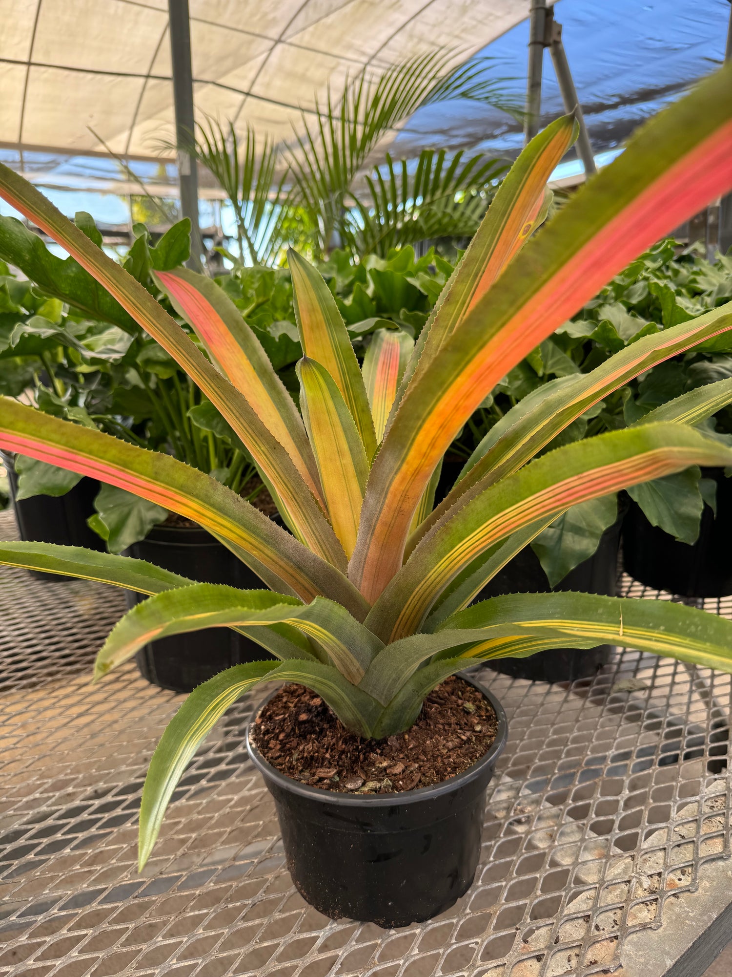 Bromeliad, Aechmea Alvarez Variegated