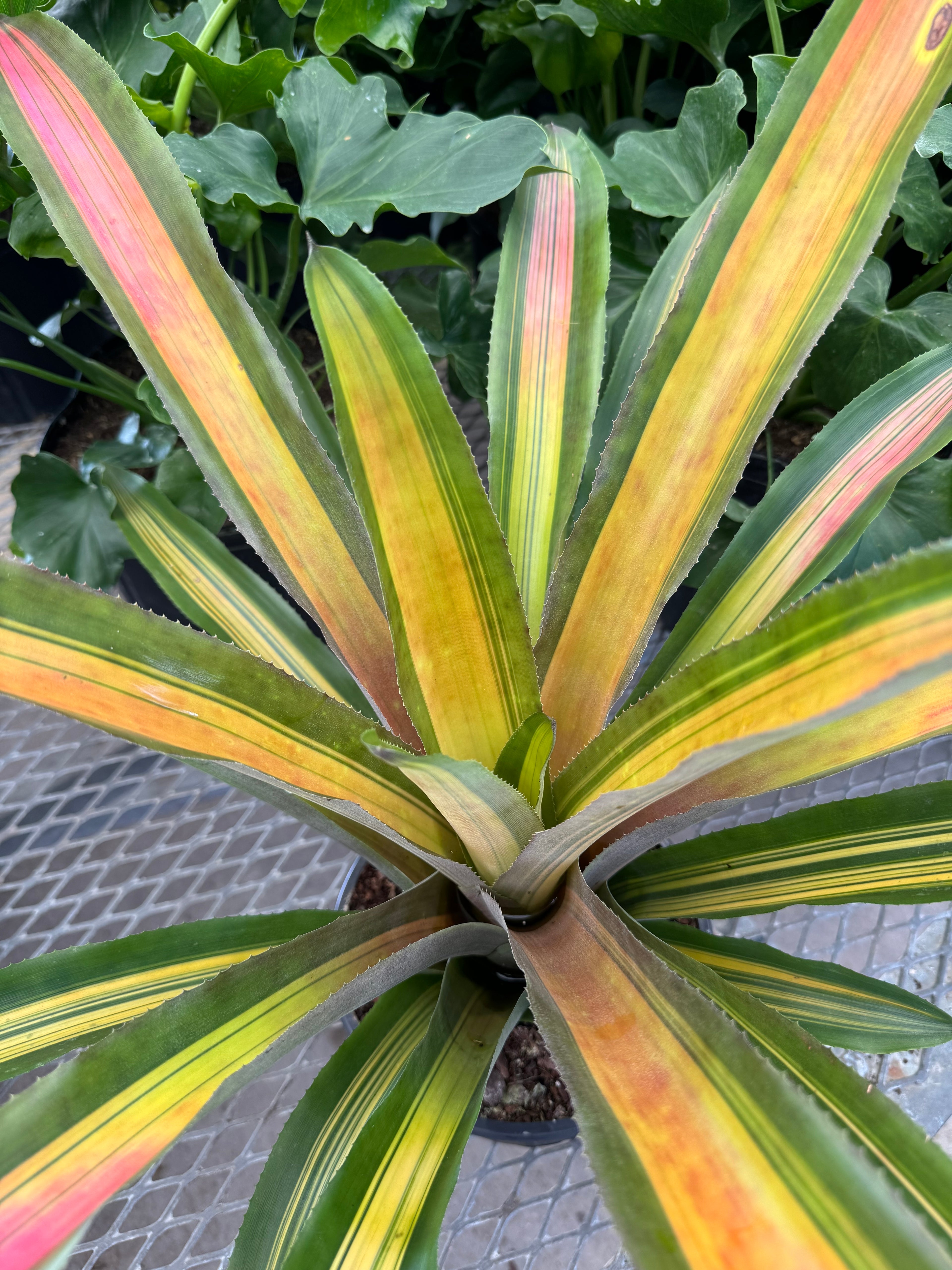 upper view of Bromeliad, Aechmea Alvarez Variegated