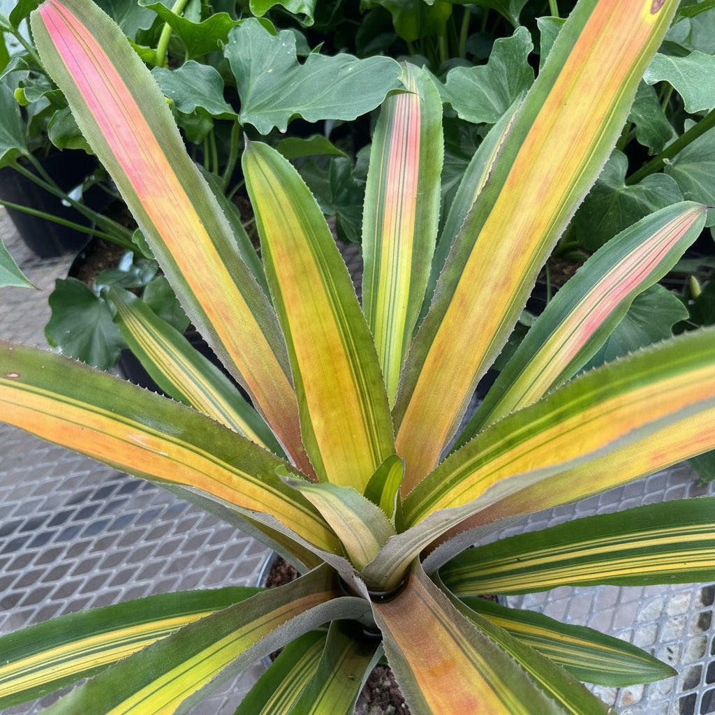 upper view of Bromeliad, Aechmea Alvarez Variegated