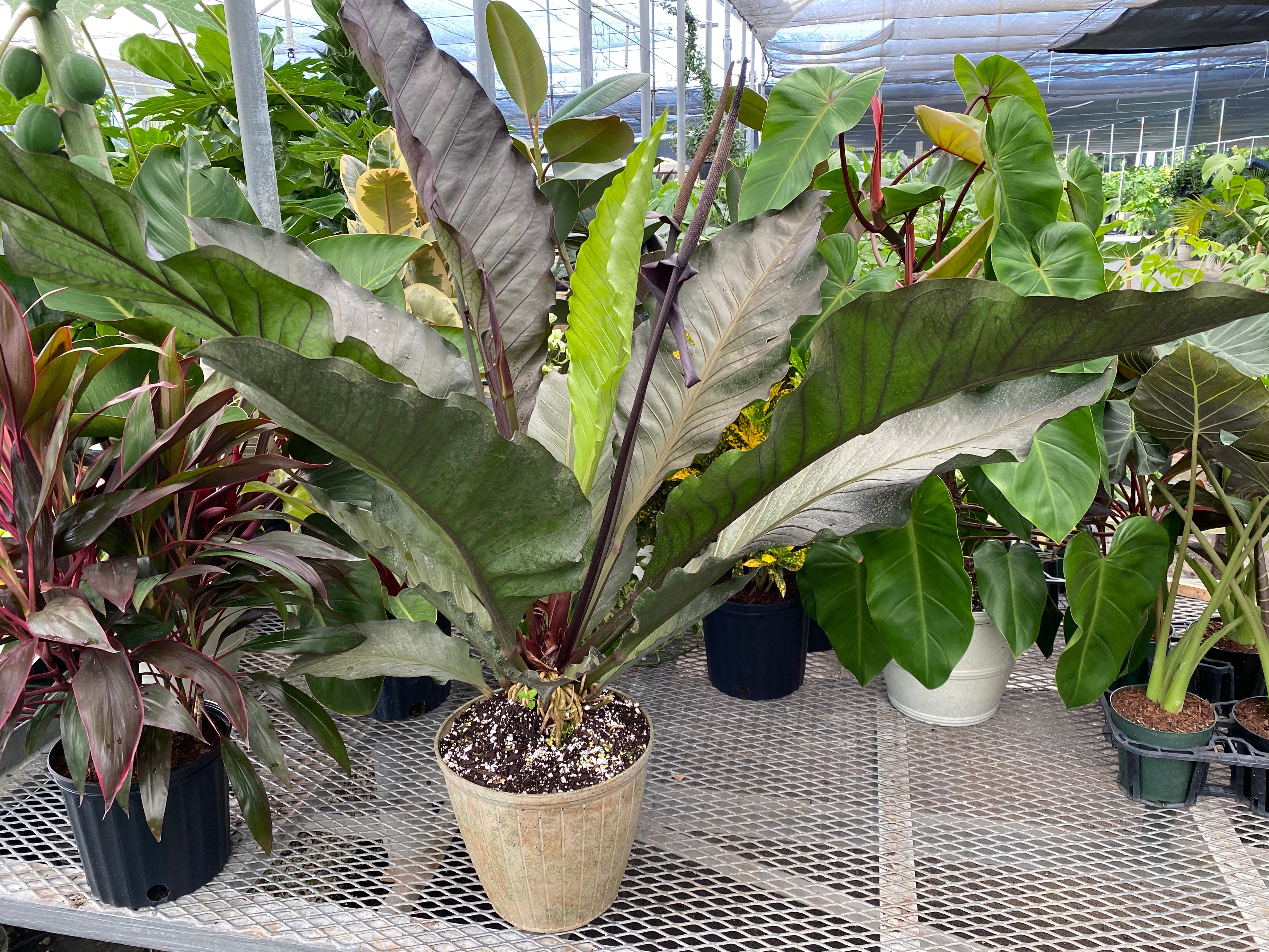 Anthurium Hookeri Ruffles, Birds Nest