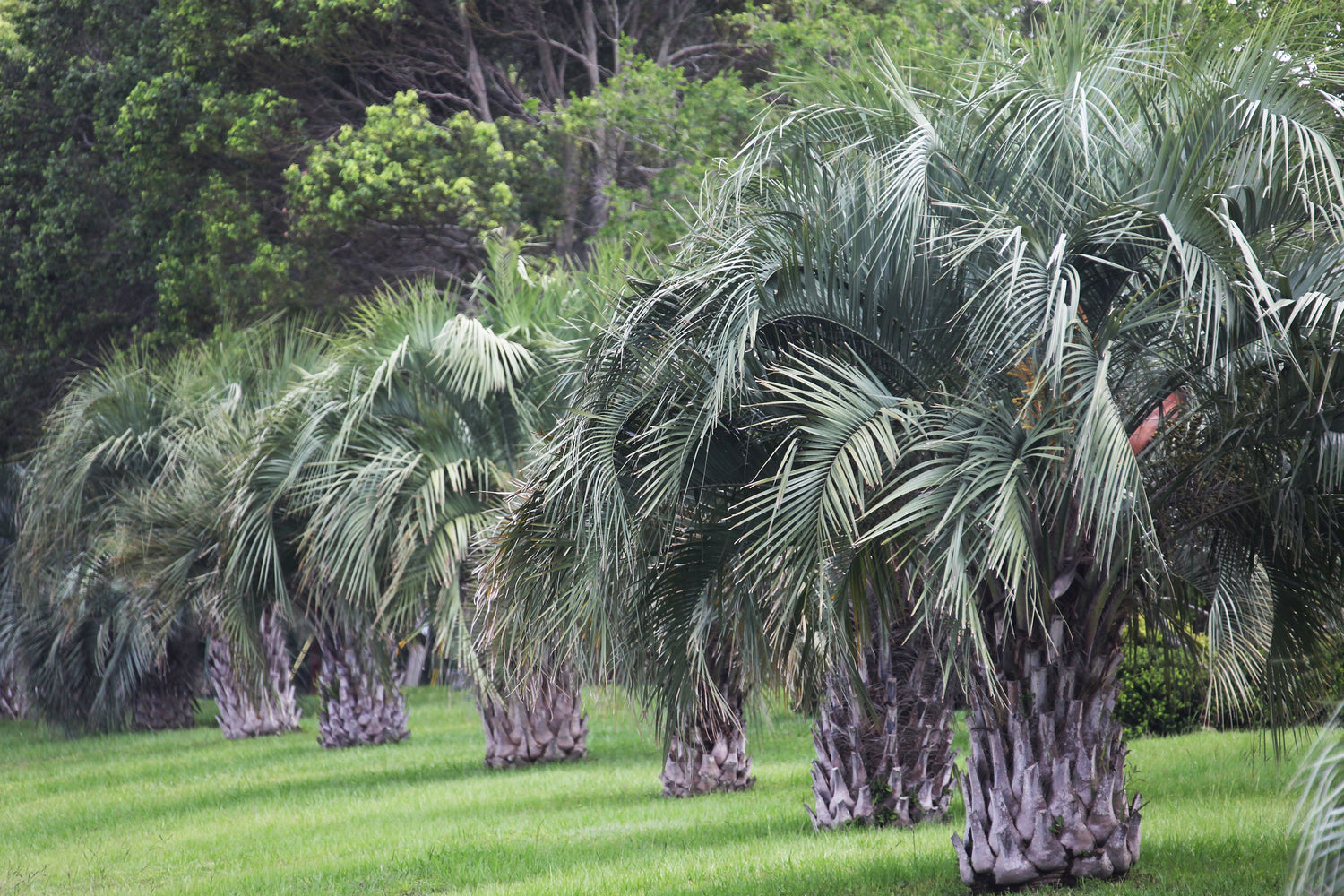 Pindo Palm, Jelly Palm, Cocos Australis