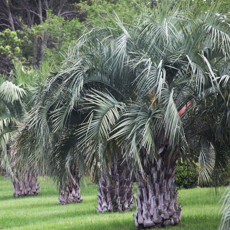 Pindo Palm, Jelly Palm, Cocos Australis