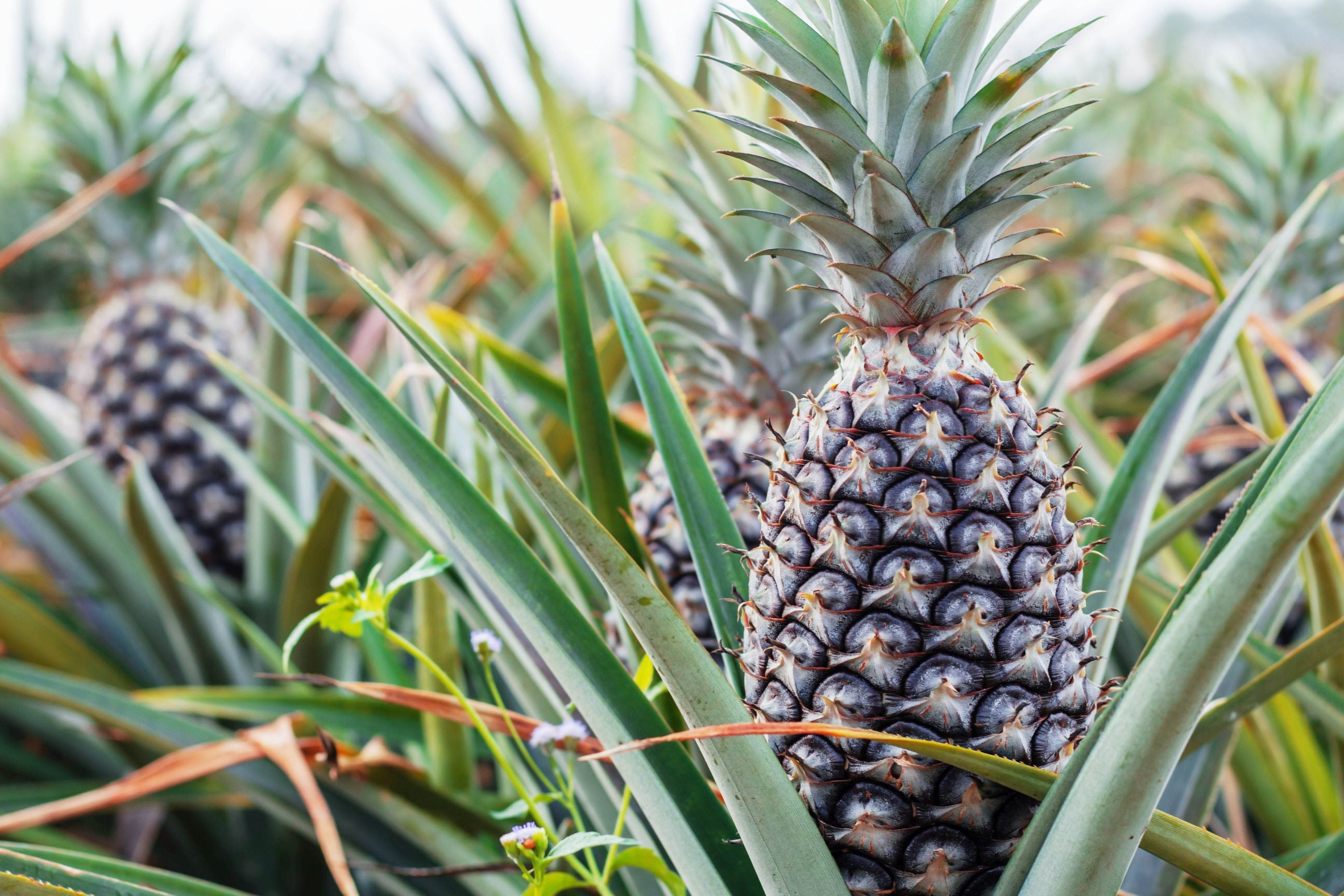 Bromeliad Pineapple Fruit Tree, Ananas Comosus