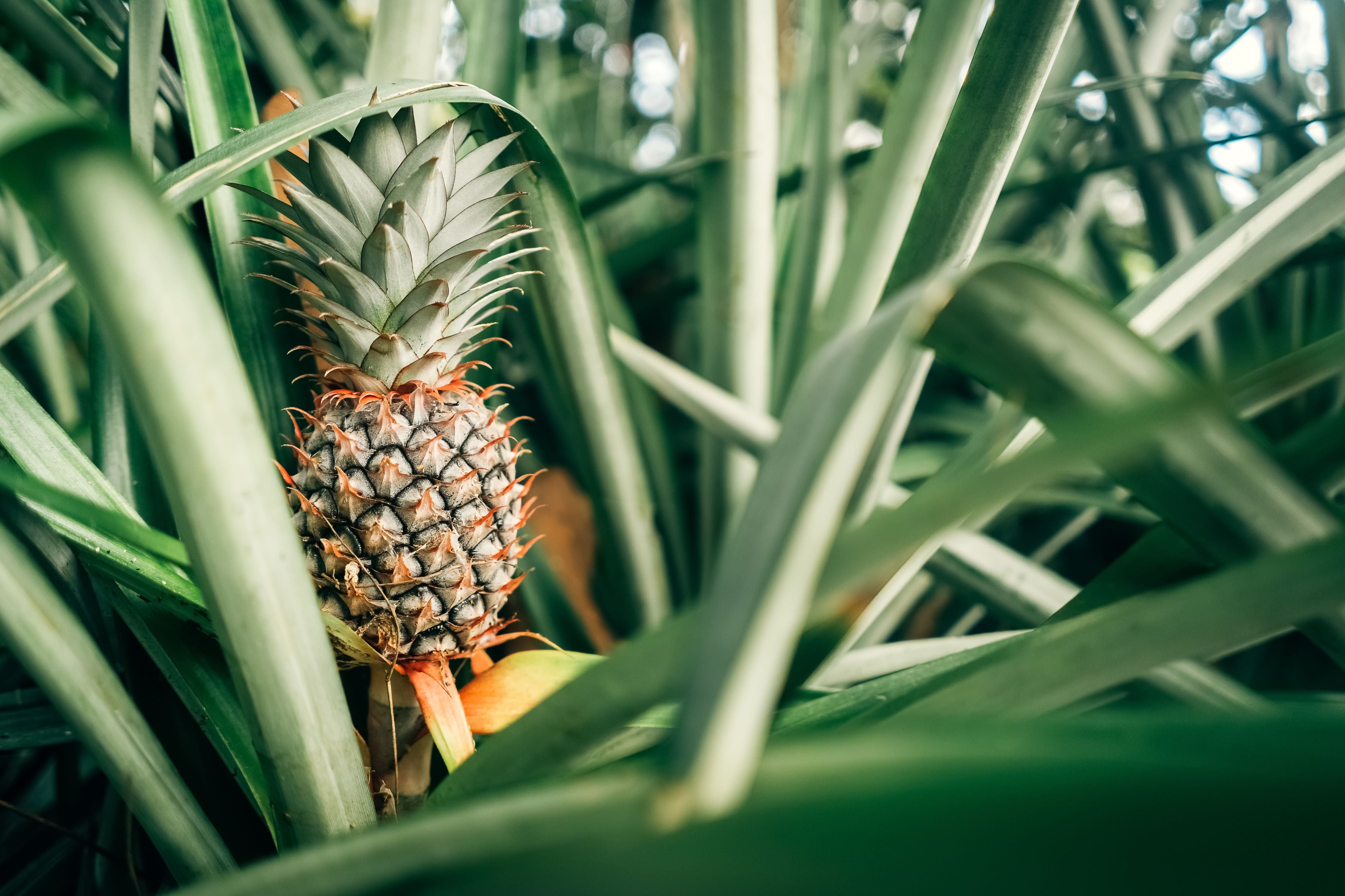 real pineapple plant Buy Dwarf Bromeliad Pineapple Fruit Tree