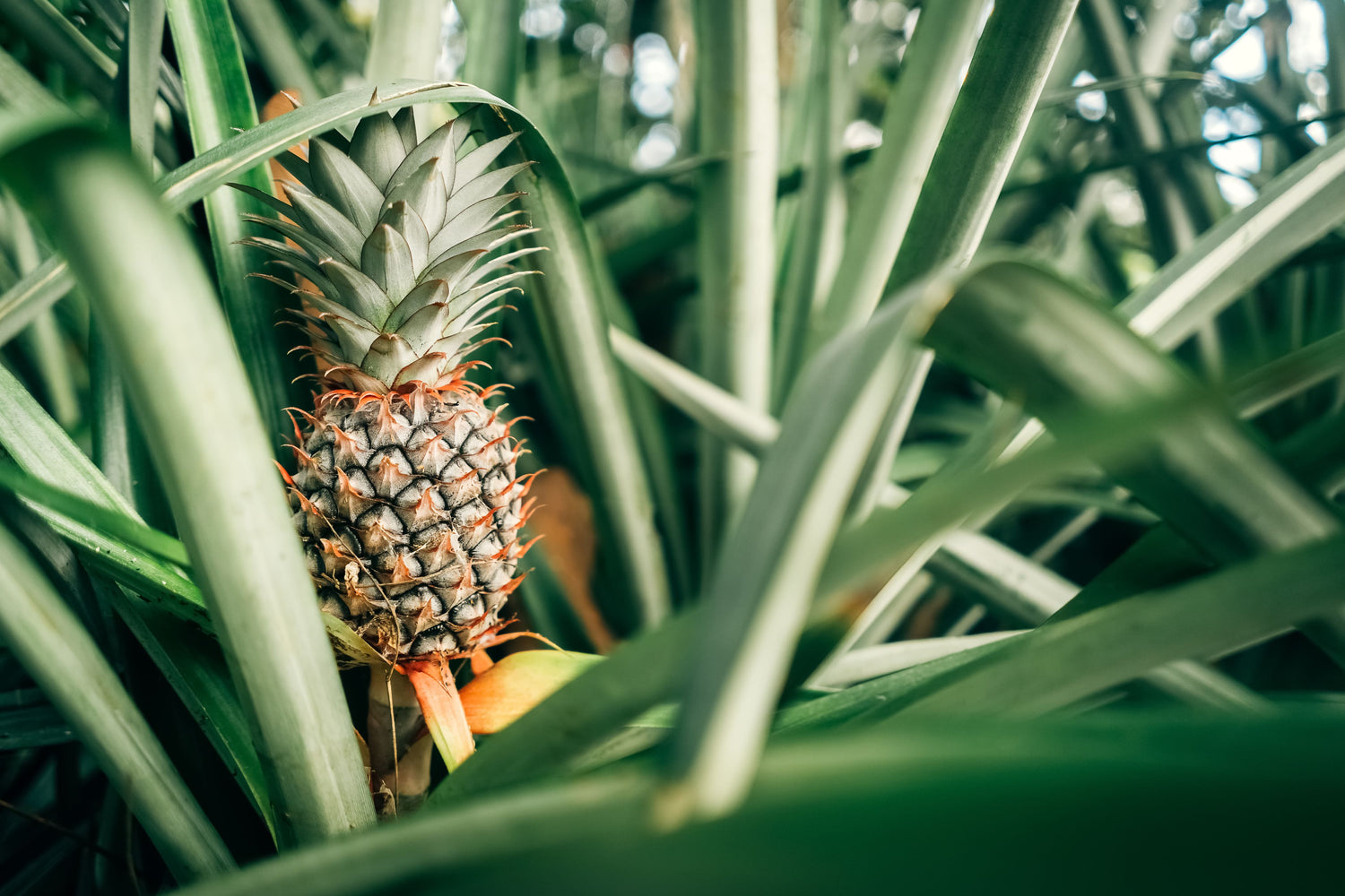 Bromeliad Pineapple Fruit Tree, Ananas Comosus