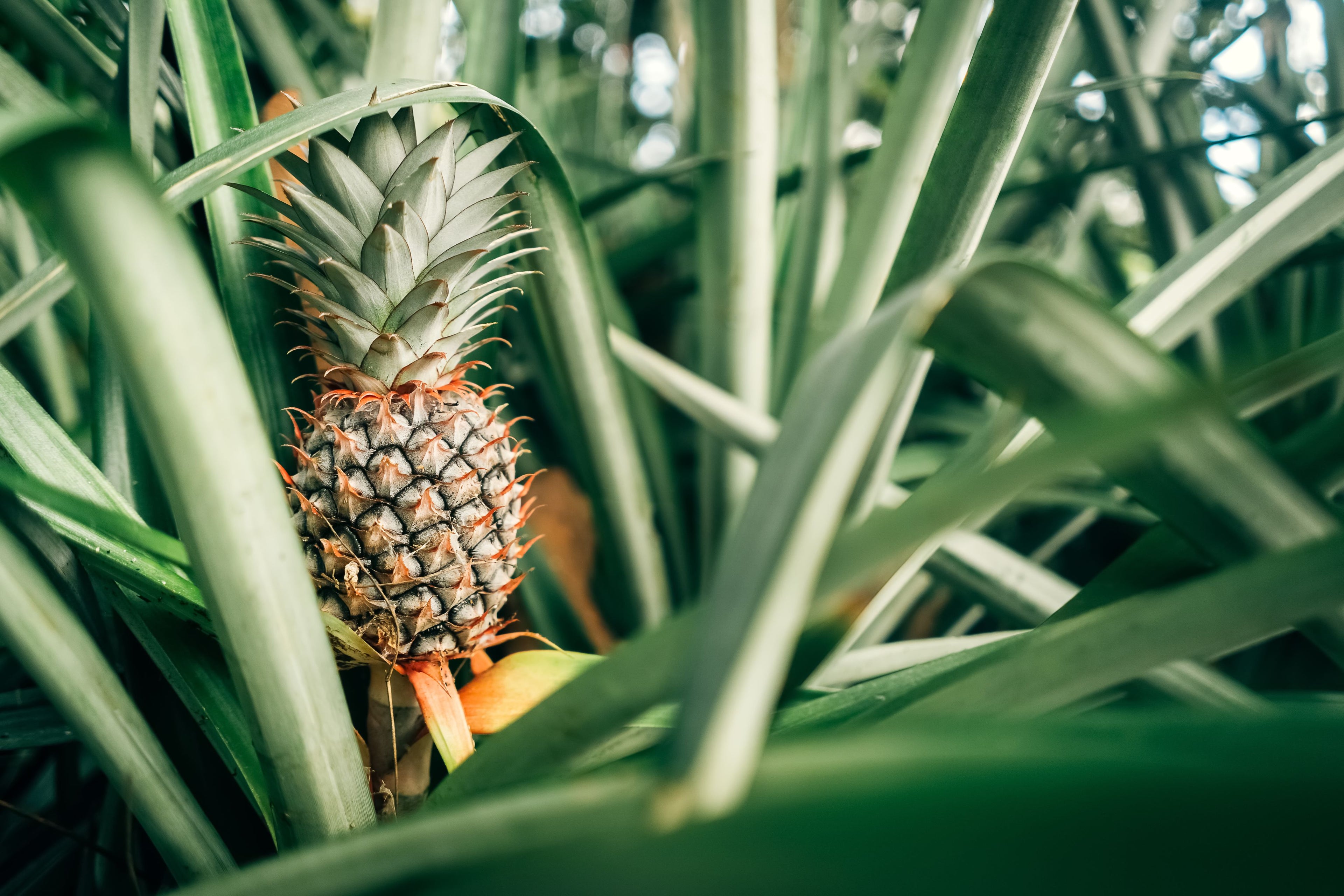 Bromeliad Pineapple Fruit Tree, Ananas Comosus
