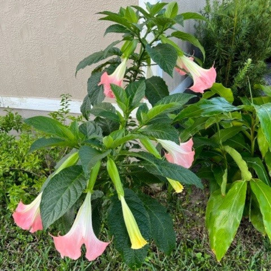 A young Pink Angel&