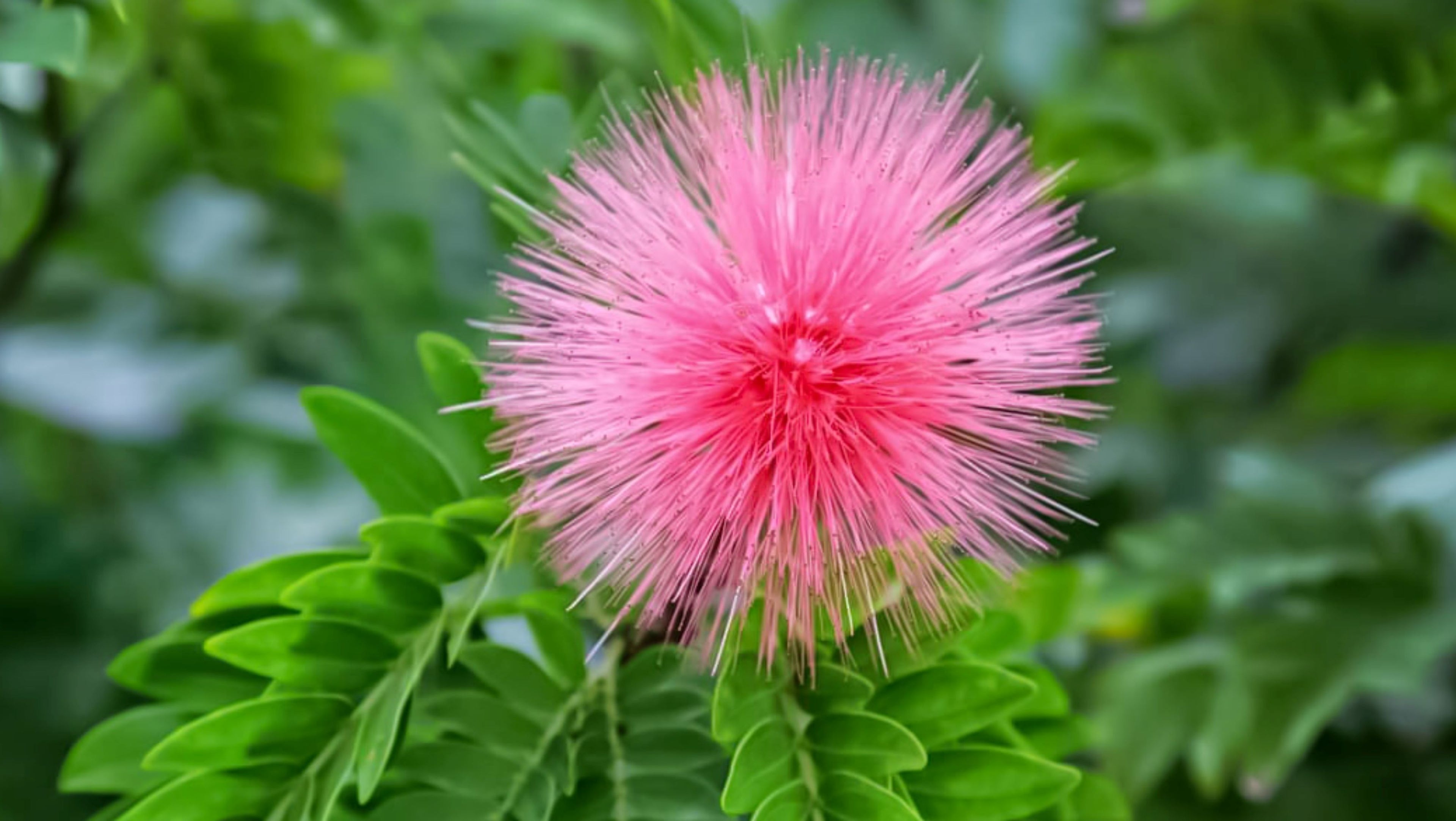 Pink Powderpuff Flowering Tree