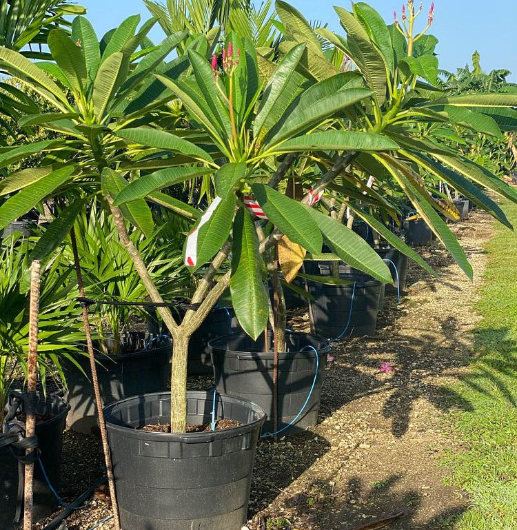 A photo showing a Plumeria Frangipani on a background of green leaves.