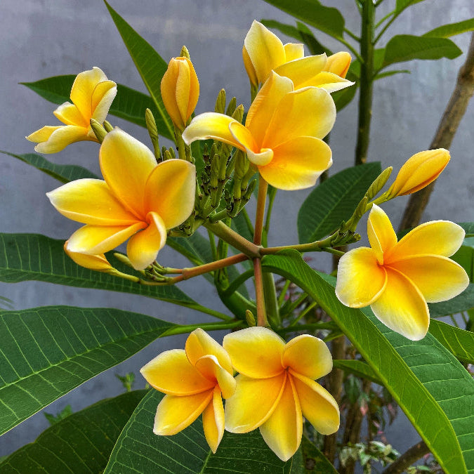 A photo showing a cluster of Plumeria Frangipani yellow flowers on a background of green leaves.