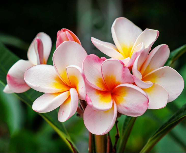 A close-up image of pink Plumeria Frangipani Obtusa flowers with yellow centers, showcasing their orchid-like appearance.