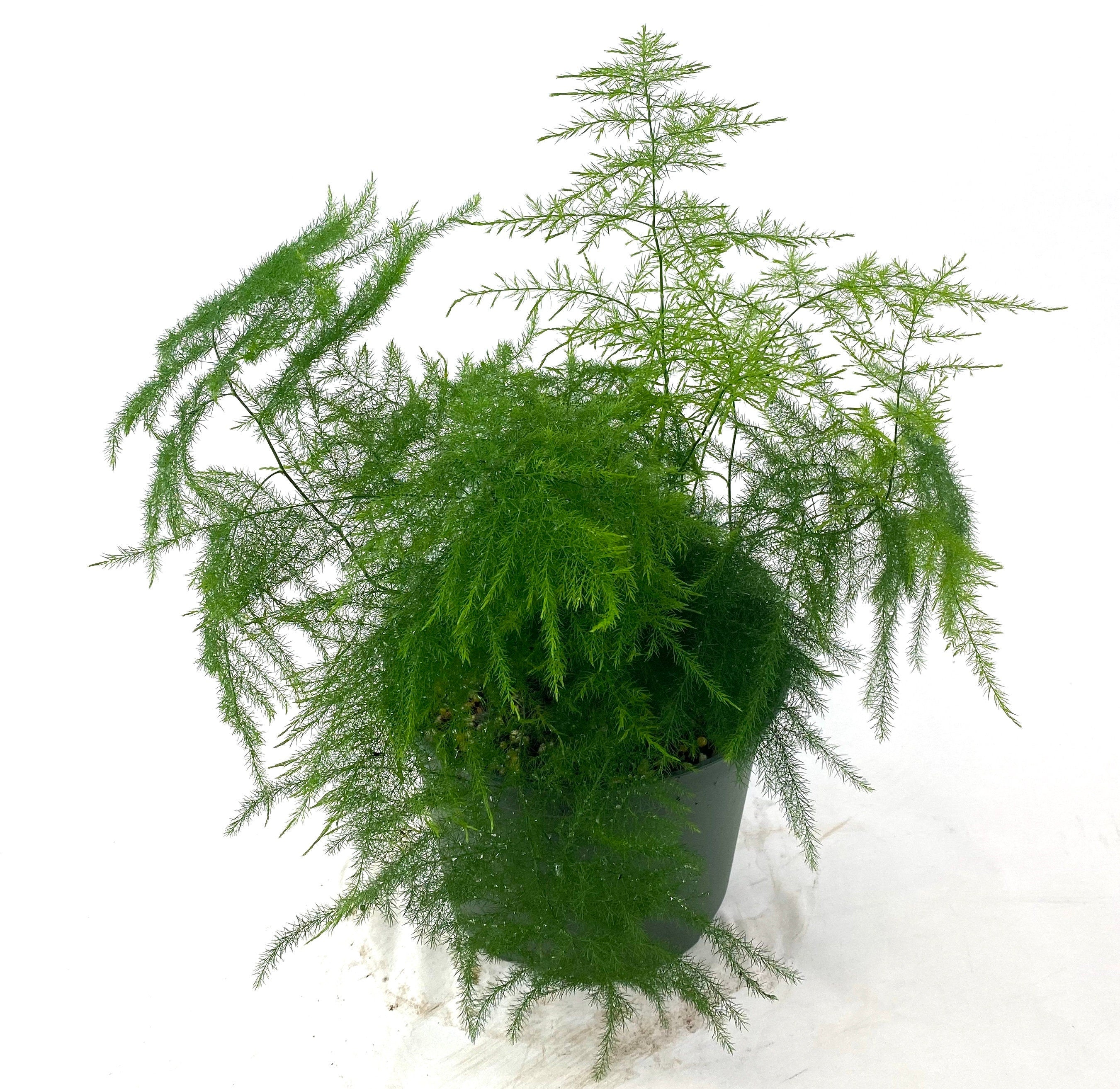 upper view of Plumosa Fern, Umbrella Fern