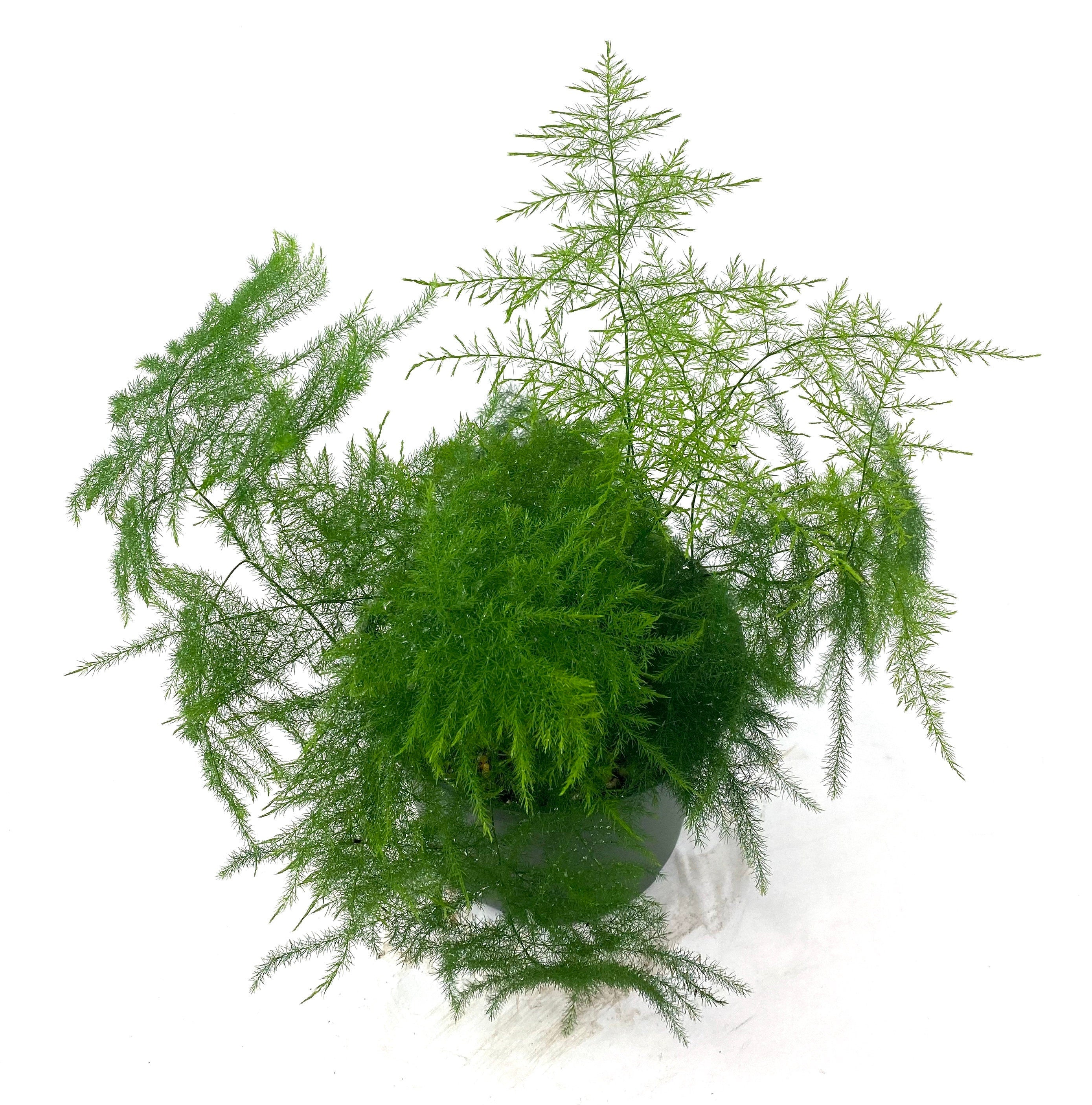 upper view of Plumosa Fern, Umbrella Fern in a green pot