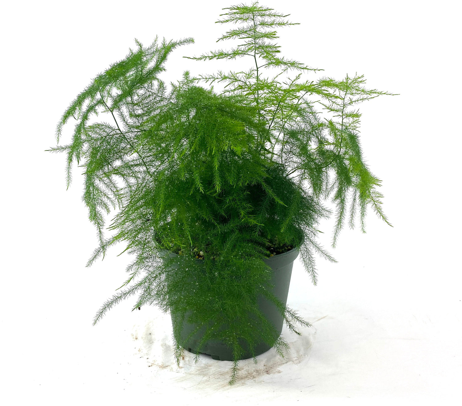Plumosa Fern, Umbrella Fern in a