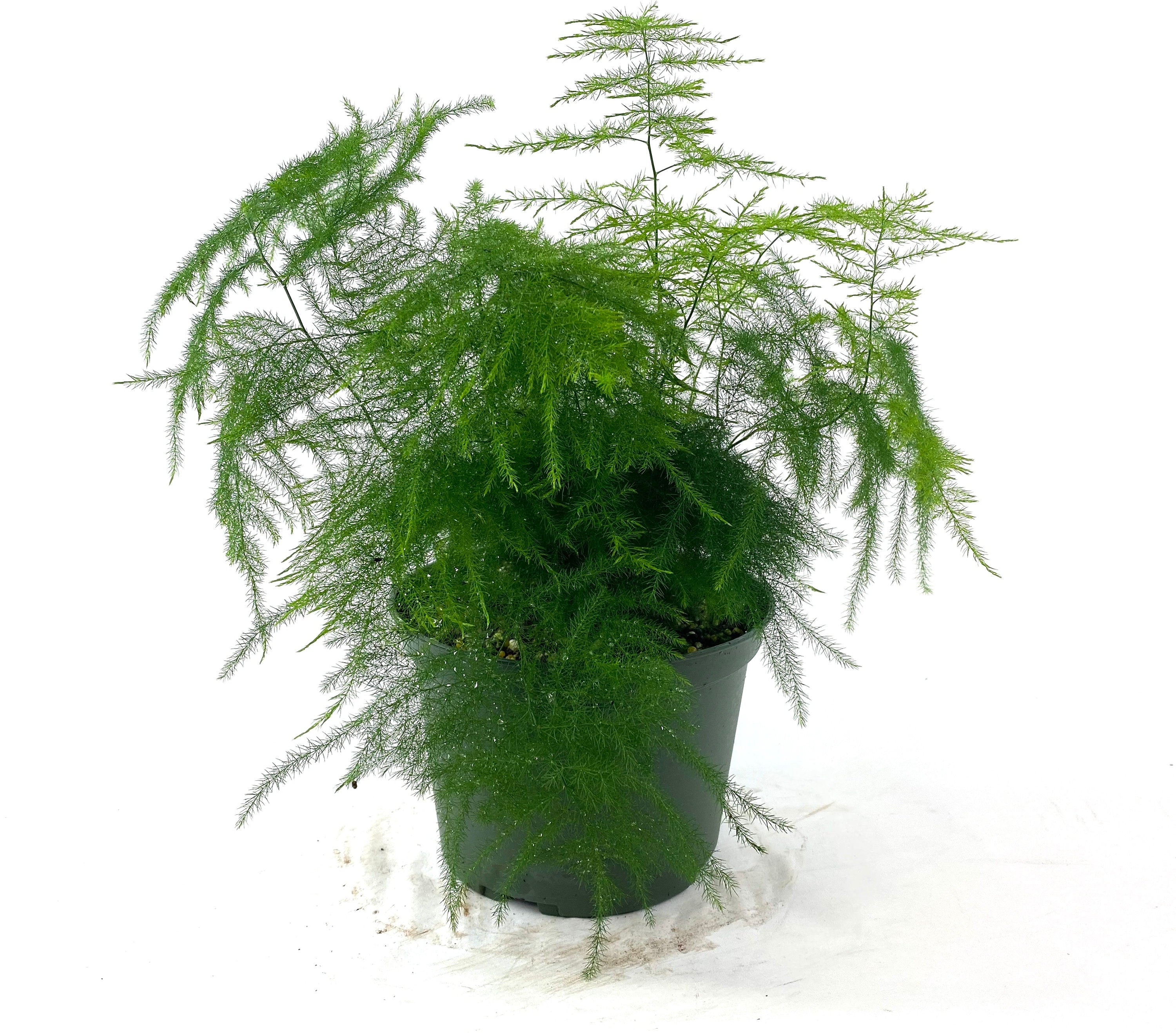 Plumosa Fern, Umbrella Fern in a