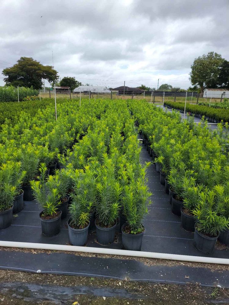 multiple Yew Podocarpus Bush Maki, Japanese Yew view