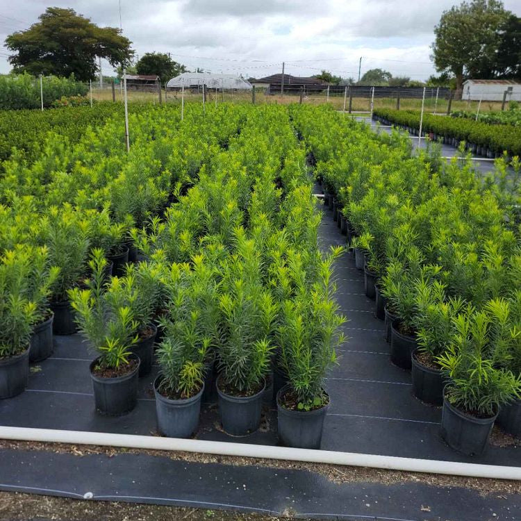 multiple Yew Podocarpus Bush Maki, Japanese Yew view
