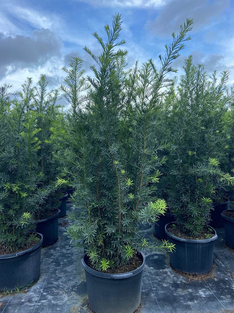 Yew Podocarpus Bush Maki, Japanese Yew in a pot