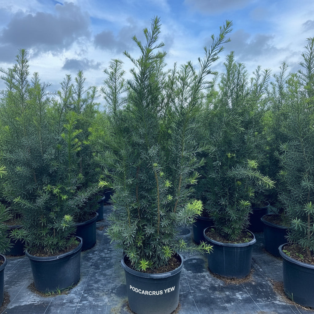Yew Podocarpus Bush Maki, Japanese Yew in a pot