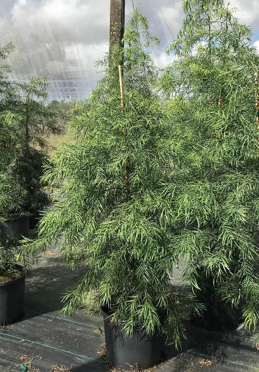 outside view of Podocarpus Glacillor Tree, Fern Pine Weeping in a pot