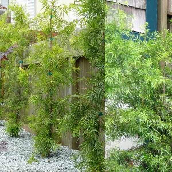 Podocarpus Glacillor Tree, Fern Pine Weeping