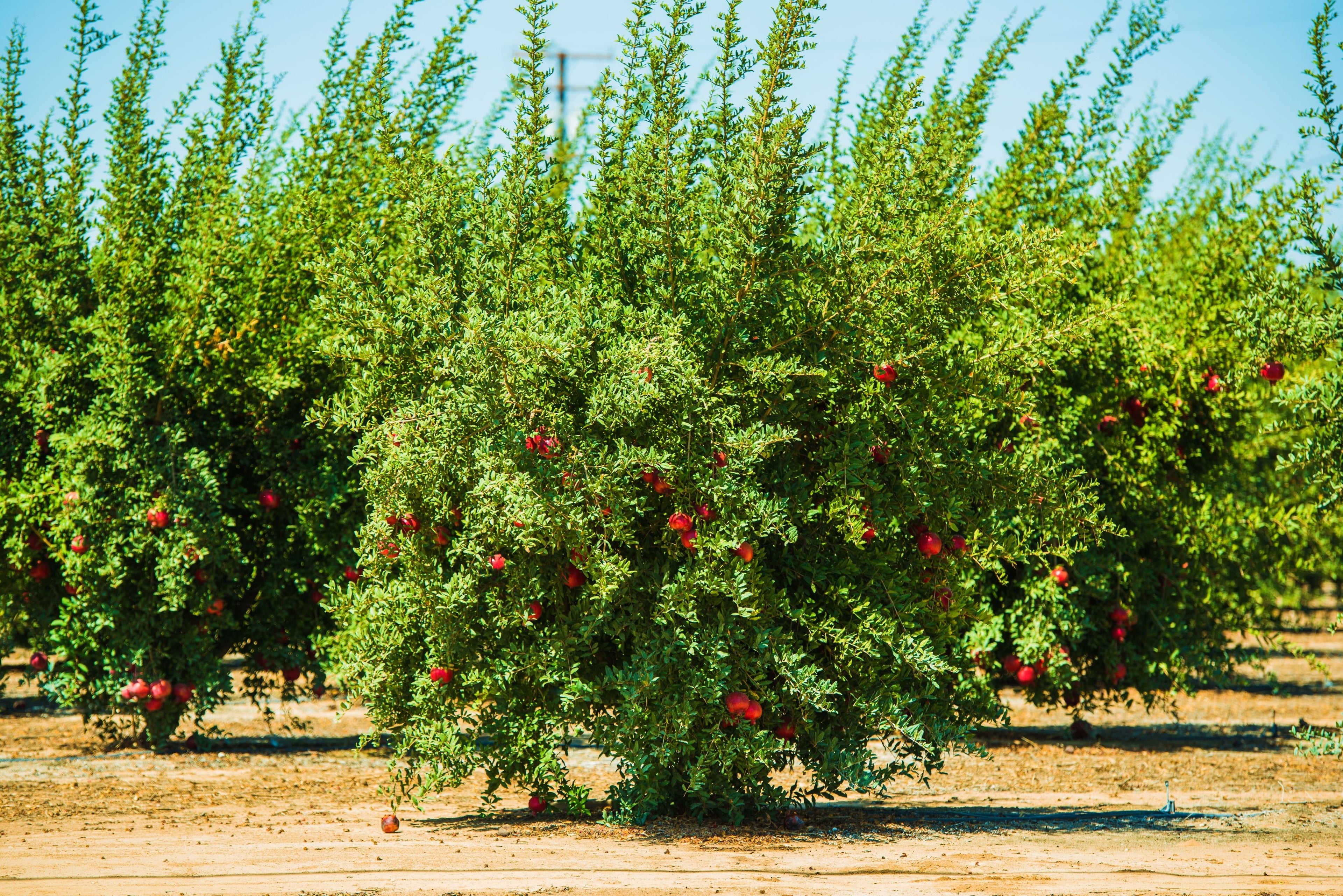 Pomegranate Wonderful Fruit Tree