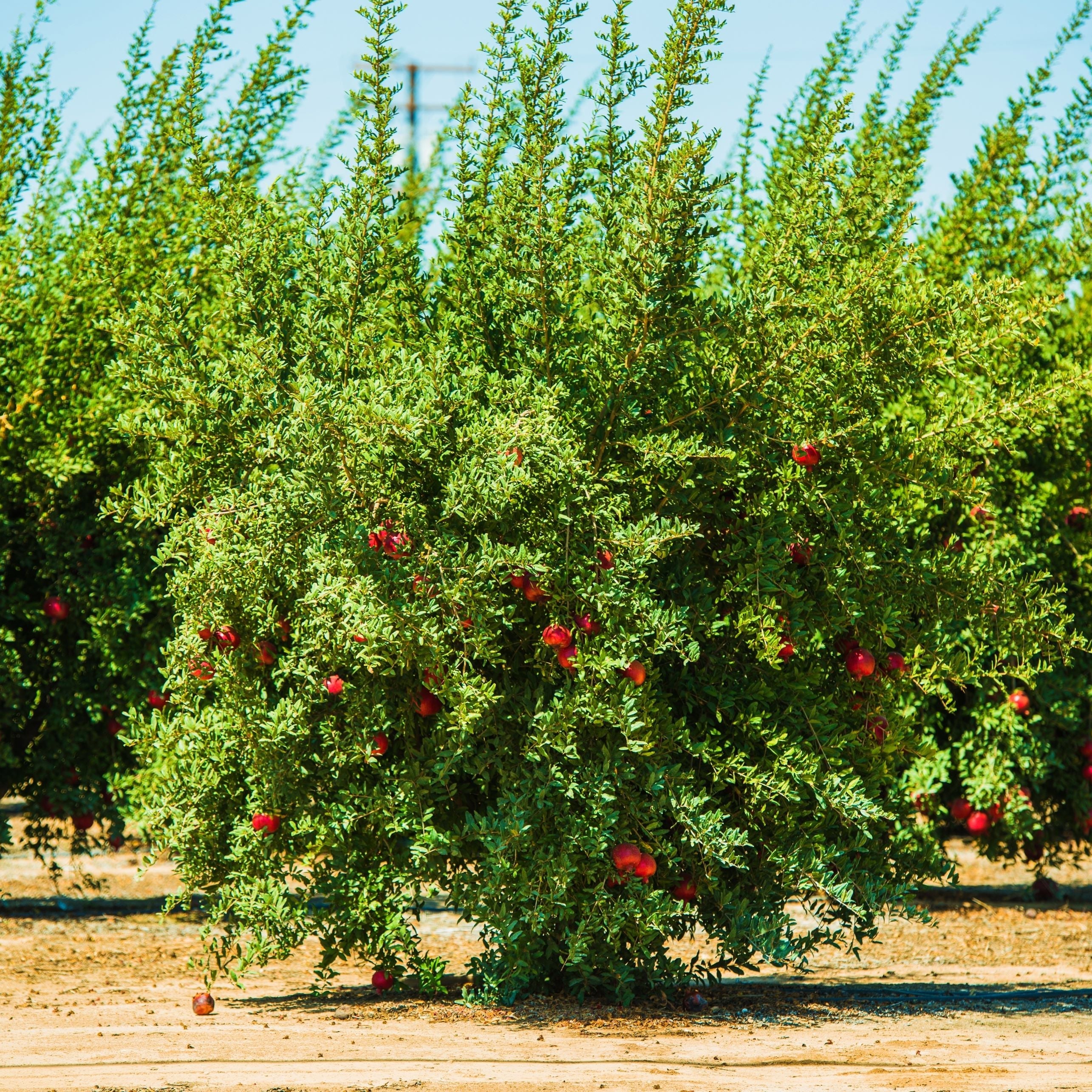 Mature Pomegranate Salavatski Fruit Tree&