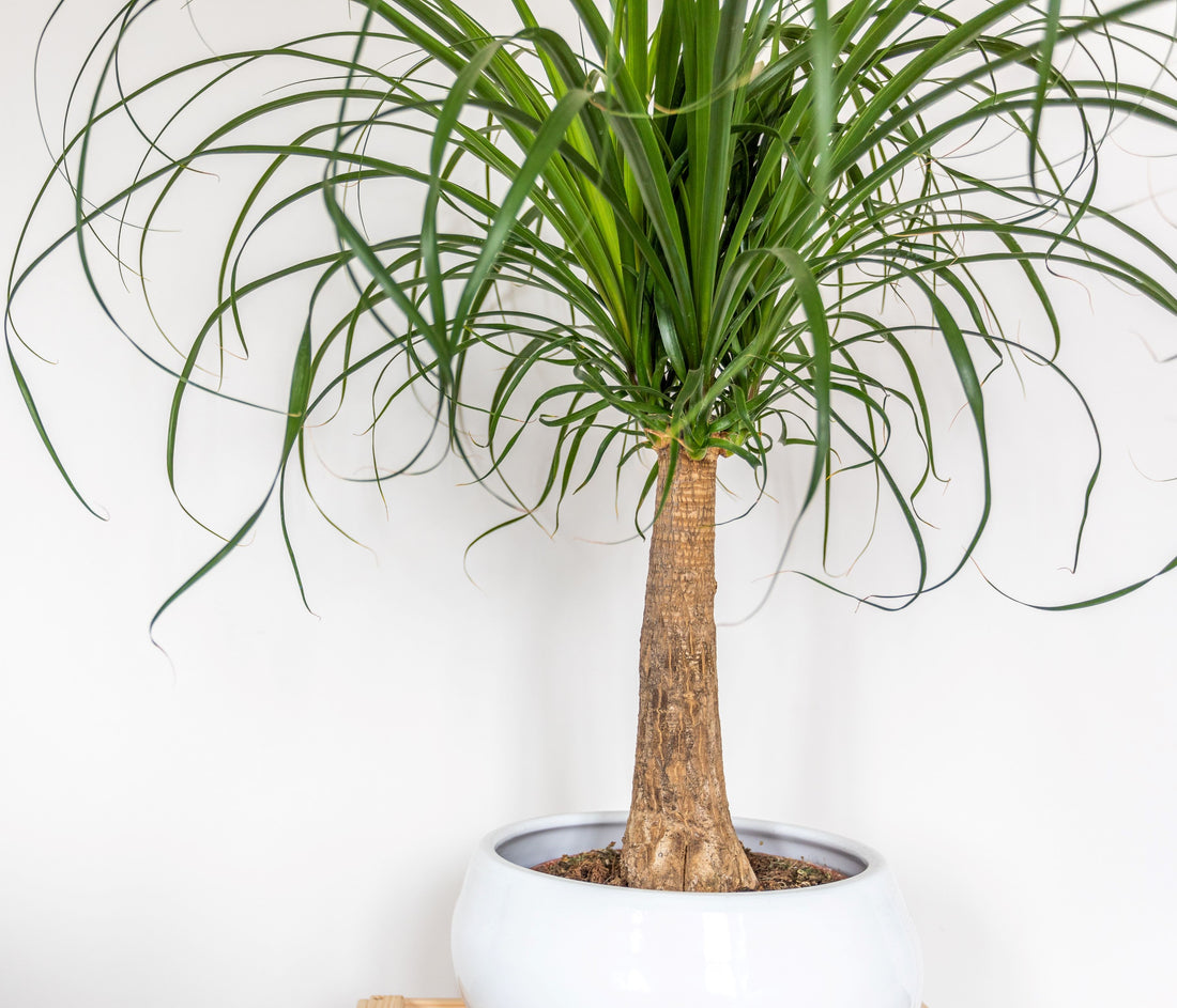 Palm Ponytail Mexican, Elephant Foot Live Plant