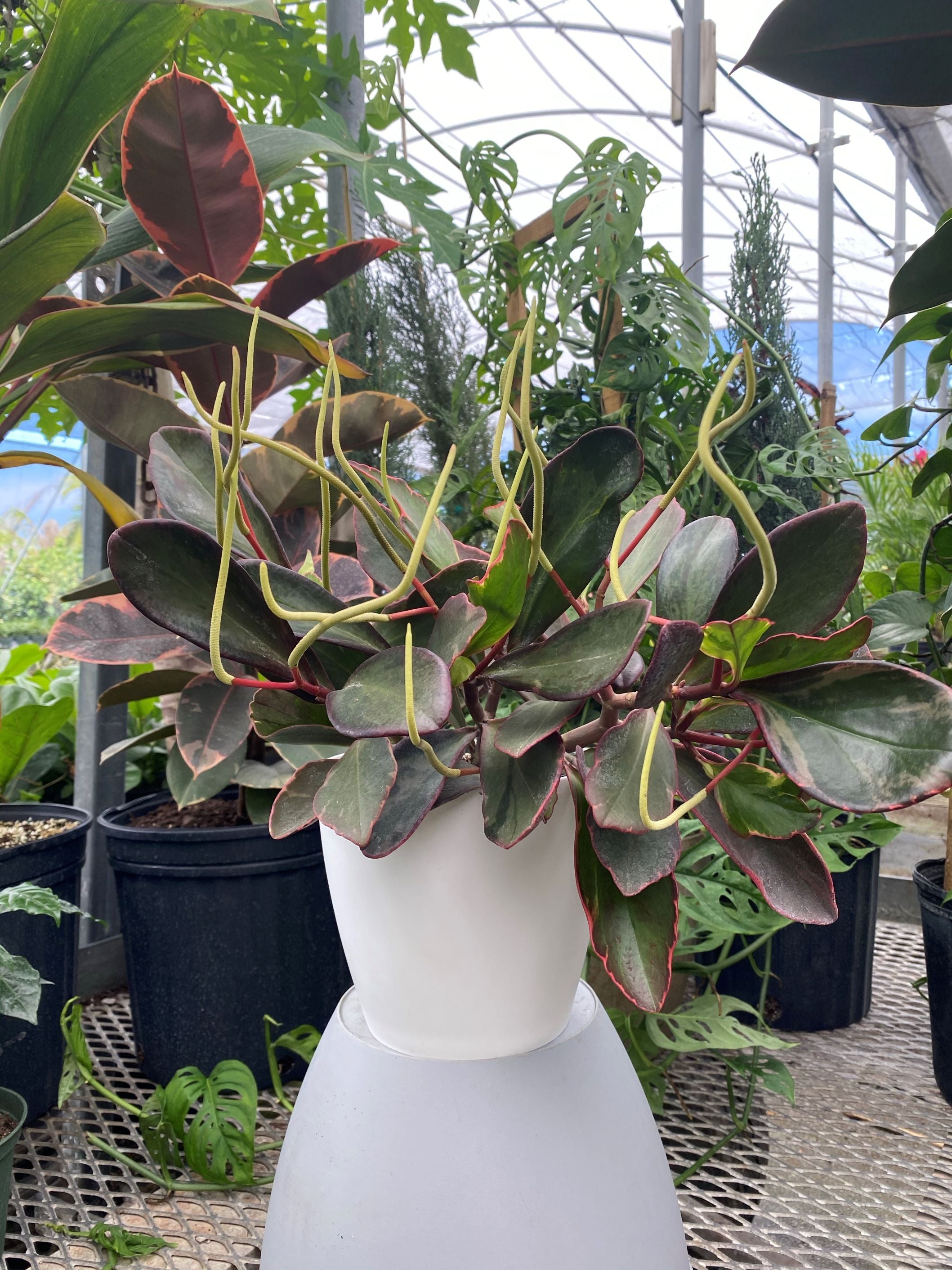 does a rubber tree flower Peperomia Peperomia Rainbow Ginny, Colorful Baby Rubber Plant