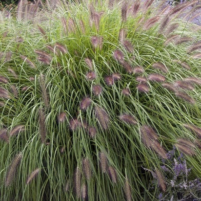 Red Head Fountain Grass Garden with flowering plants and ornamental grasses in front of a house.