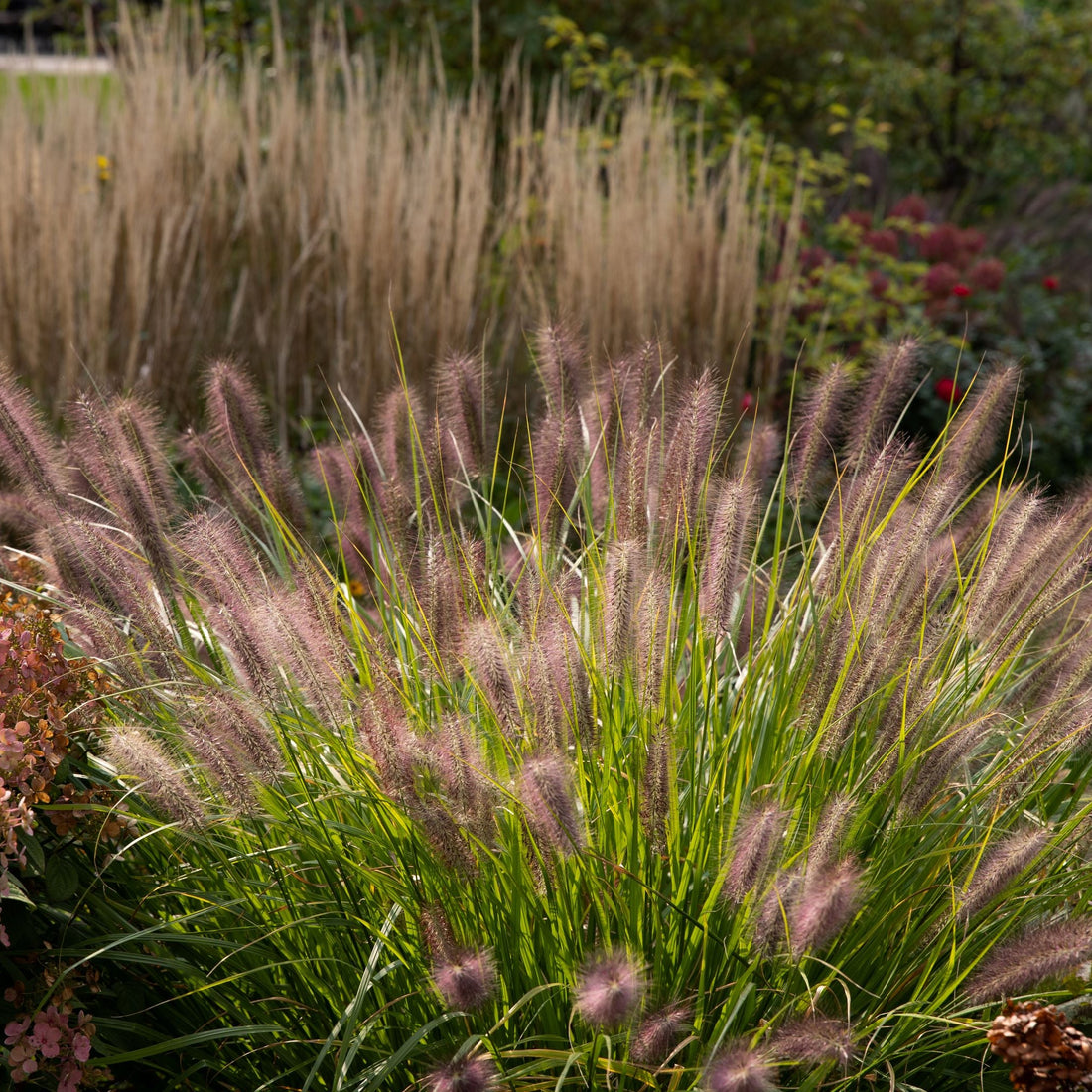 Red Head Fountain Grass Garden with flowering plants and ornamental grasses in front of a house.