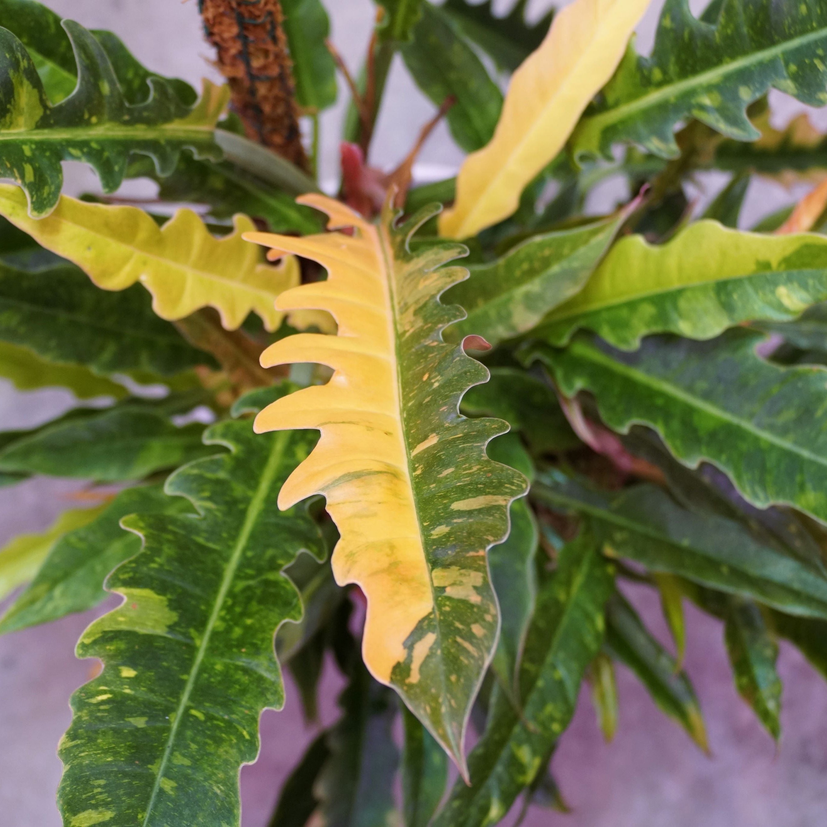 Philodendron Ring of Fire Variegated close up of leaves