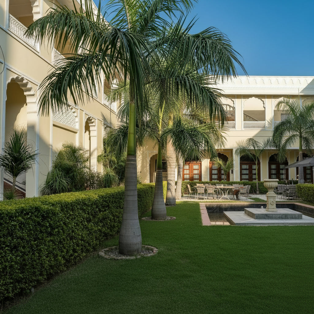 Florida Royal Palm, Cuban Royal Palm garden view