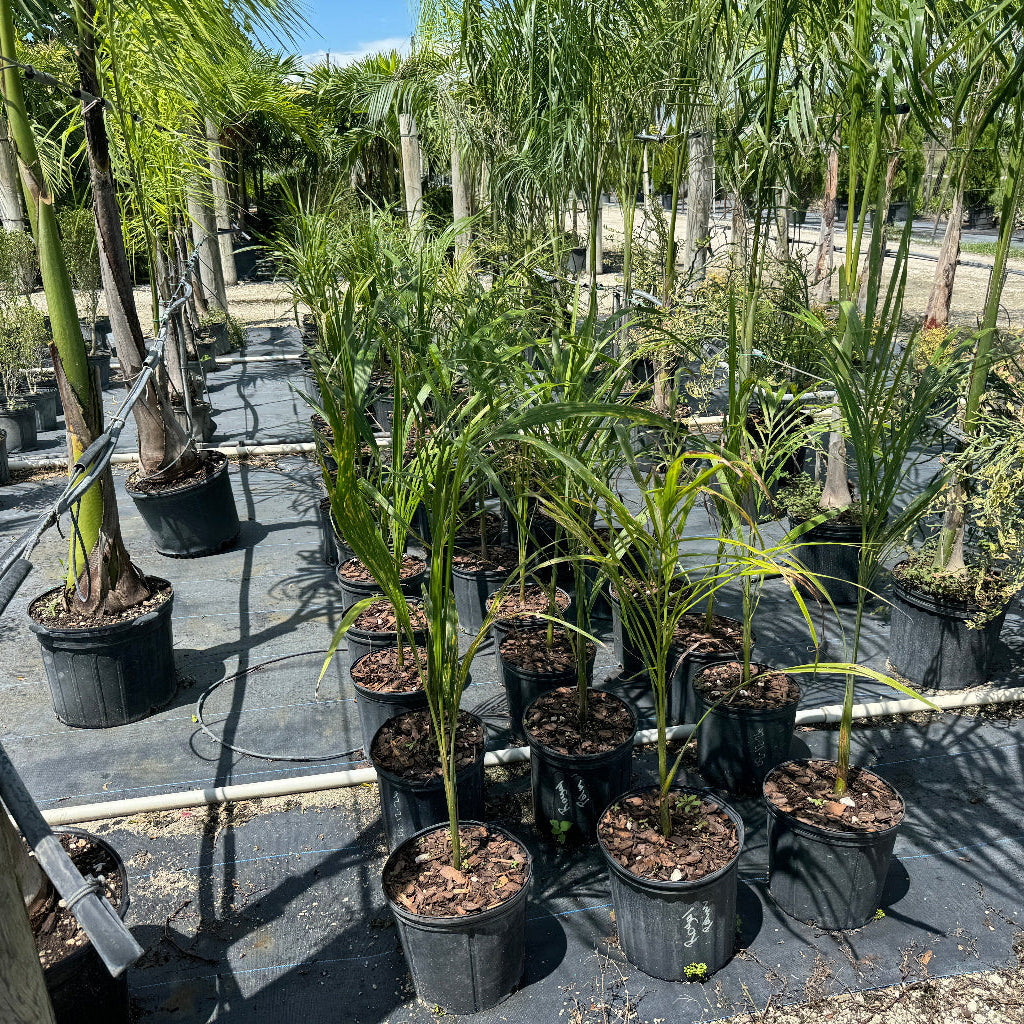 Royal Palm 3ga
