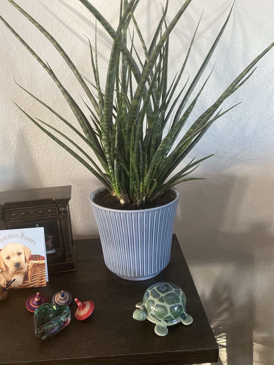 Sansevieria Fernwood Mikado, Snake Plant on a table