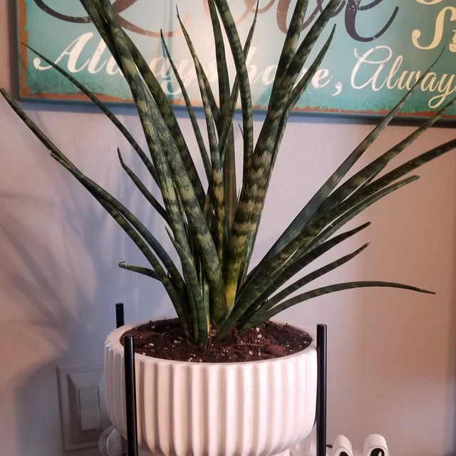Sansevieria Fernwood Mikado, Snake Plant in a white pot
