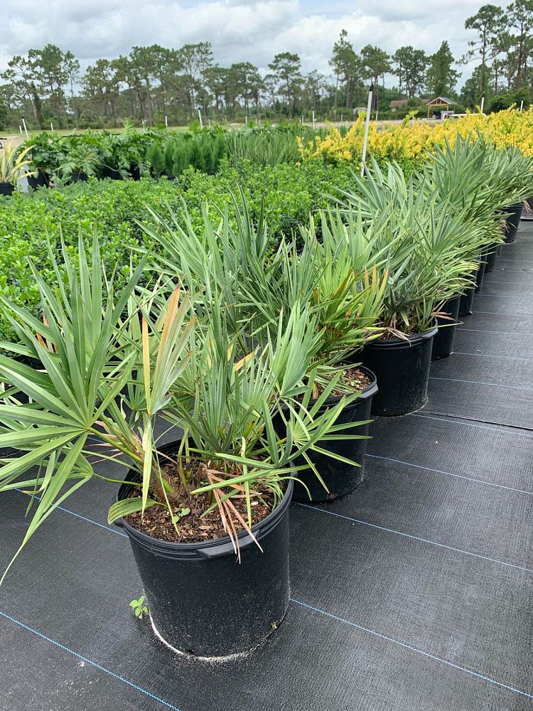 multiple Saw Palmetto Green, Serenoa Repens