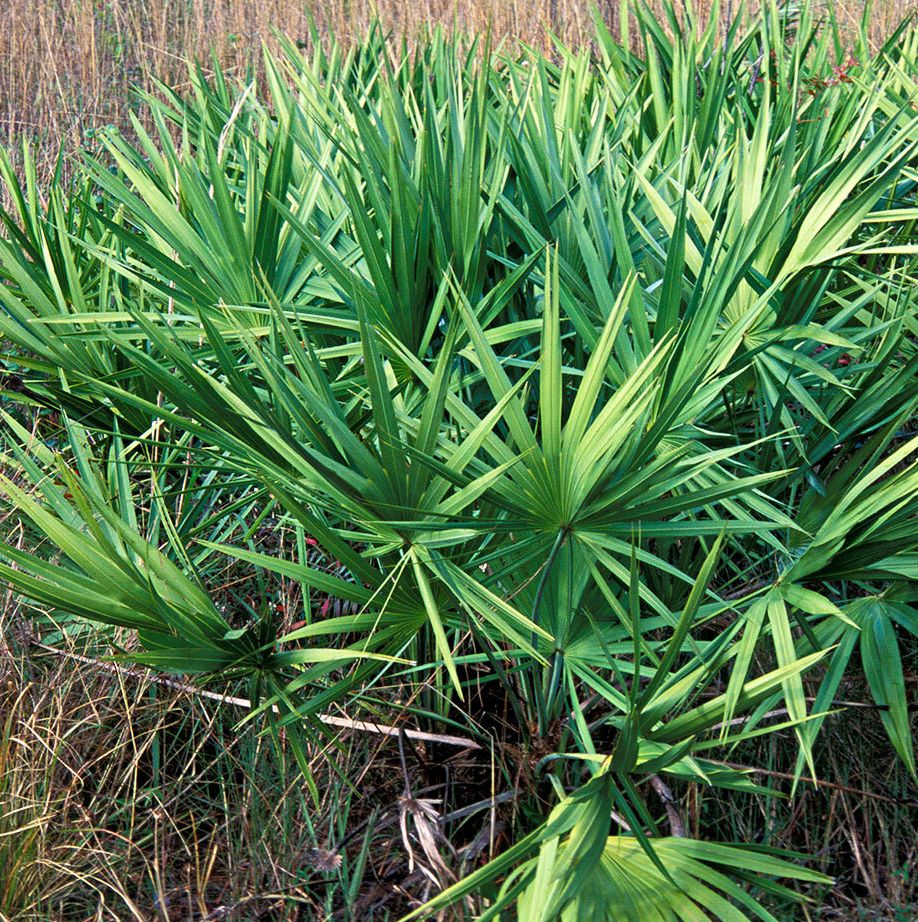Saw Palmetto Green, Serenoa Repens outside view